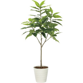 フレッシュユラニア1．6 - アートクリエーション