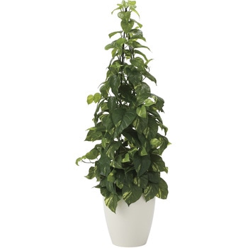 フレッシュポトス アートクリエーション