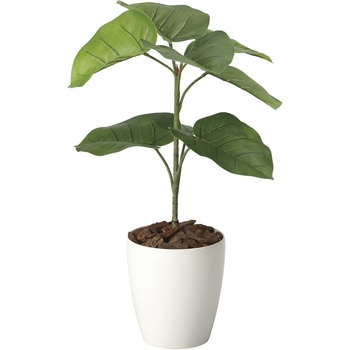 フレッシュウンベラータ60 アートクリエーション