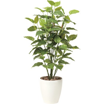 フレッシュポトス アートクリエーション