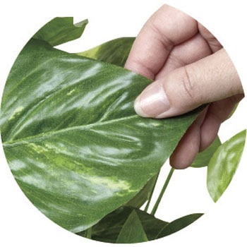 フレッシュポトス アートクリエーション