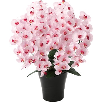 プレミアム胡蝶蘭 アートクリエーション