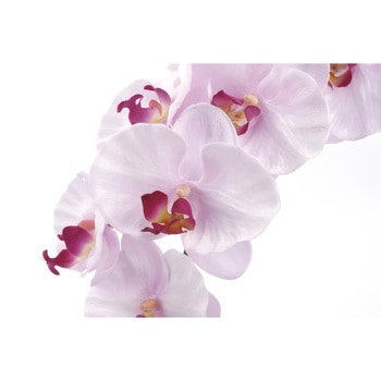 プレミアム胡蝶蘭 アートクリエーション