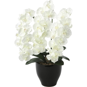 プレミアム胡蝶蘭W アートクリエーション