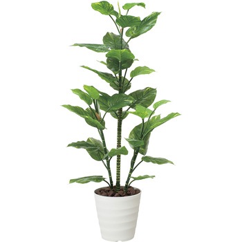 フレッシュポトス アートクリエーション