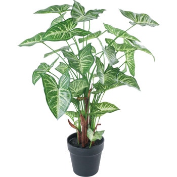 シンゴニウムポット 横浜ディスプレイミュージアム