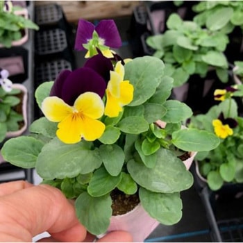 苗】 ビオラ ペニー 1箱(48本) FSブルーム 【通販モノタロウ】