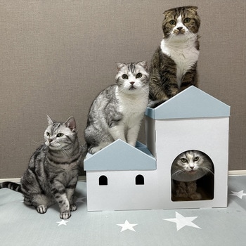 キャットステップ - バンドー