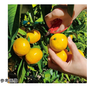 みかん塩飴 1kg 約320粒 ふみこ農園