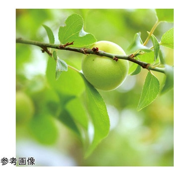 梅塩飴 1kg 約320粒 ふみこ農園