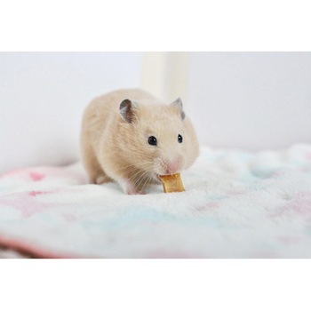おやつでタンパクプラス 鶏ささみ 日本ペットフード