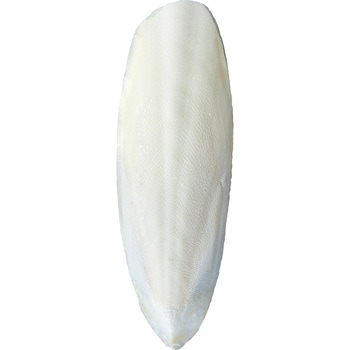 かじってカットルボーン minimal LAND