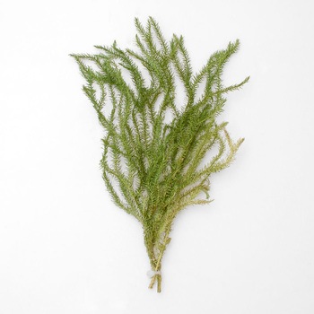 メダカの天然産卵藻 - スドー