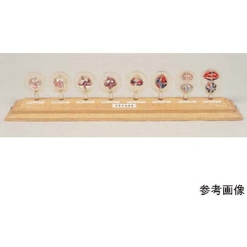減数分裂模型D アズワン