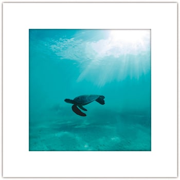 アートトワレ ウミガメ アートトワレ