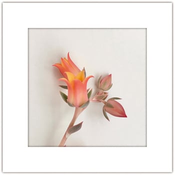 アートトワレ チューリップ アートトワレ