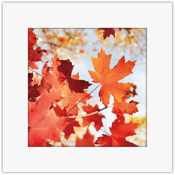 アートトワレ メイプルリーフ アートトワレ