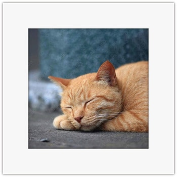 アートトワレ ねこ2 - アートトワレ