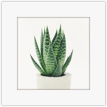 アートトワレ 多肉植物2 - アートトワレ