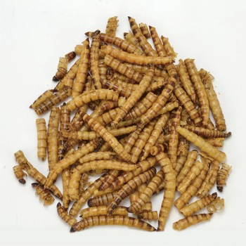 バグズスタイル ジャイアントミルワーム 30g 三晃商会
