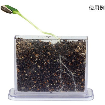 身の回りの生物 植物 A アーテック