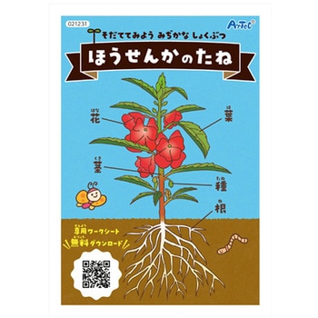 ほうせんかの種 幼保教材 アーテック[学校教材・教育玩具]