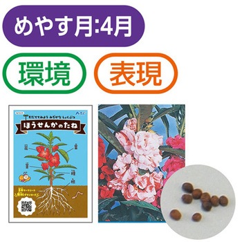 ほうせんかの種 幼保教材 アーテック[学校教材・教育玩具]