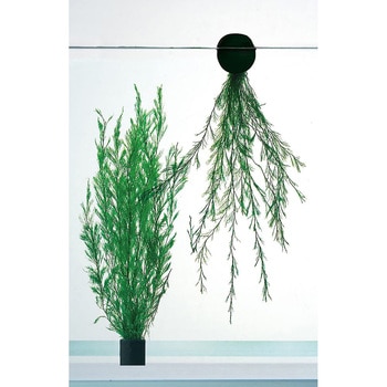 メダカのたまご産み草 マルカン ニッソー