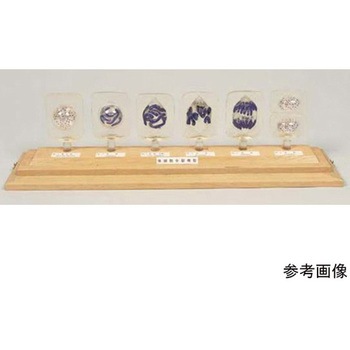 有糸分裂模型 体細胞分裂模型D アズワン