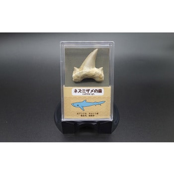 サメの歯 1個入 大江理工社