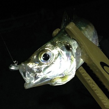 SV-55 アジドライブ カツイチ