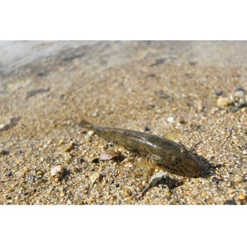 SG-2 ショアキャス - カツイチ