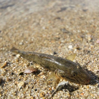 SG-2 ショアキャス カツイチ