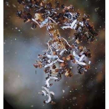 土壌動物抽出器(生徒用) - ナリカ