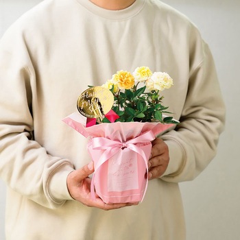 シルキーピンクリボン付ポットカバー HEADS(ヘッズ)