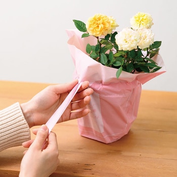 シルキーピンクリボン付ポットカバー HEADS(ヘッズ)