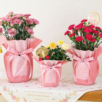 シルキーピンクリボン付ポットカバー HEADS(ヘッズ)