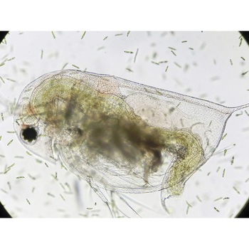 生物顕微鏡ネクロスⅡ NCM-600 ナリカ