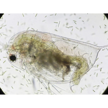 生物顕微鏡ネクロスⅡ NCM-900 ナリカ
