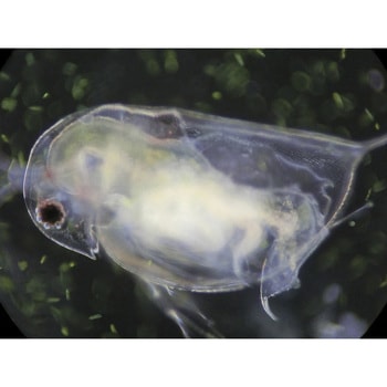 生物顕微鏡ネクロスⅡ NCM-900 ナリカ