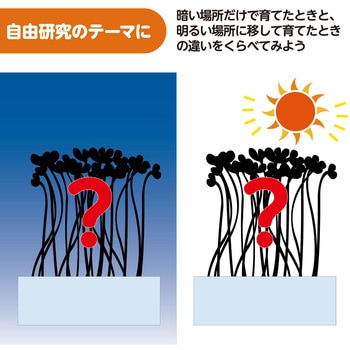 水耕栽培でブロッコリースプラウトを育てよう アーテック[学校教材・教育玩具]