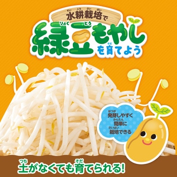 水耕栽培で緑豆もやしを育てよう アーテック(学校教材・教育玩具)
