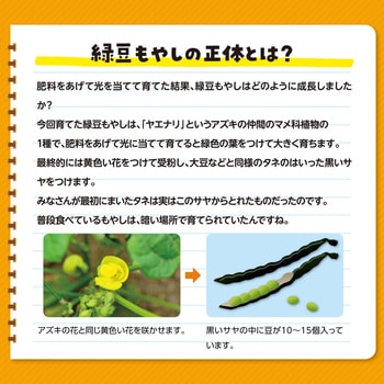 水耕栽培で緑豆もやしを育てよう アーテック(学校教材・教育玩具)