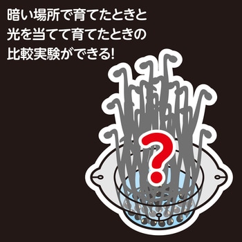 水耕栽培で緑豆もやしを育てよう アーテック(学校教材・教育玩具)