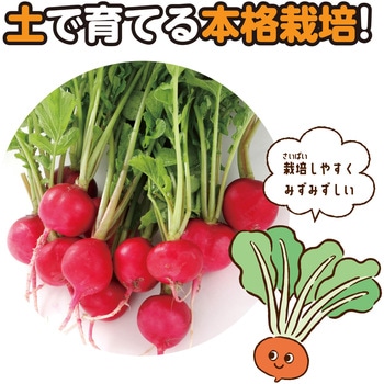 お家で楽しく栽培キット アーテック(学校教材・教育玩具)