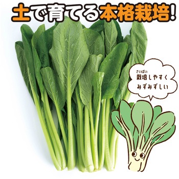 お家で楽しく栽培キット アーテック(学校教材・教育玩具)