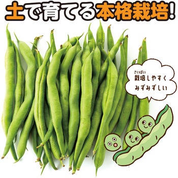 お家で楽しく栽培キット アーテック(学校教材・教育玩具)