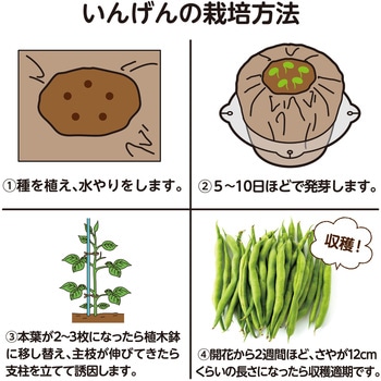 お家で楽しく栽培キット アーテック(学校教材・教育玩具)