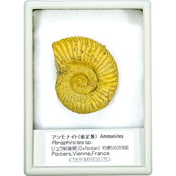 アンモナイト 化石標本 ケニス 1個 通販モノタロウ