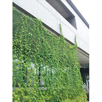 かんたんつる栽培ネット 日本マタイ
